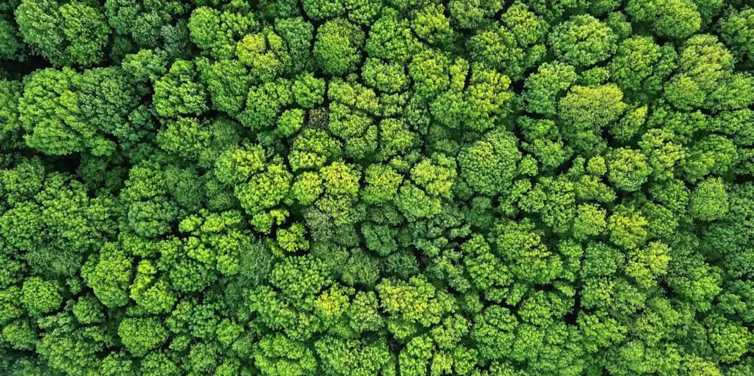 Aerial view of dense green treetops forming a textured forest canopy